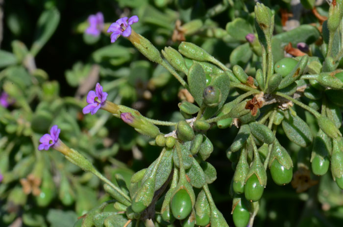 Fremont's Thornbush is an attractive plant with fleshy leaves, showy flowery and plump, juicy scarlet-red berries. Lycium fremontii Fremont's Thornbush is an attractive plant with fleshy leaves, showy flowery and plump, juicy scarlet-red berries. Lycium fremontii
